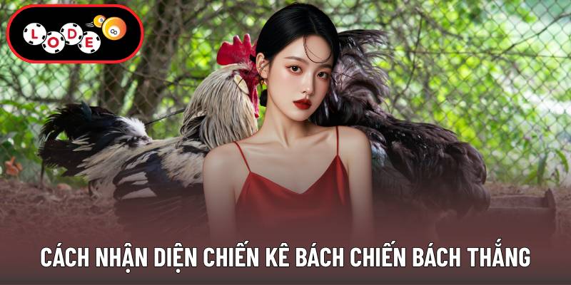 Cách nhận diện chiến kê bách chiến bách thắng