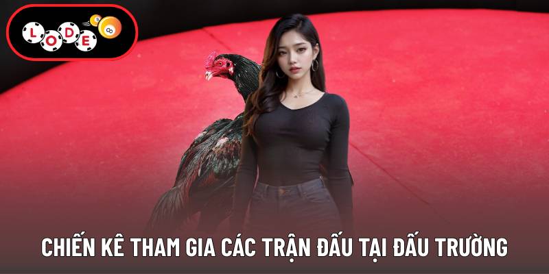 Chiến kê tham gia các trận đấu tại đấu trường